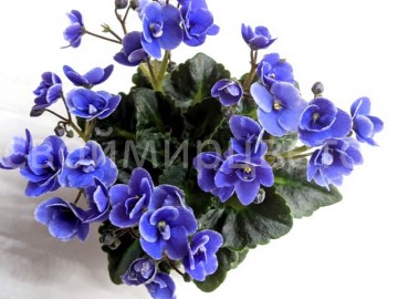 Фиалка Honey Blue Ice мини